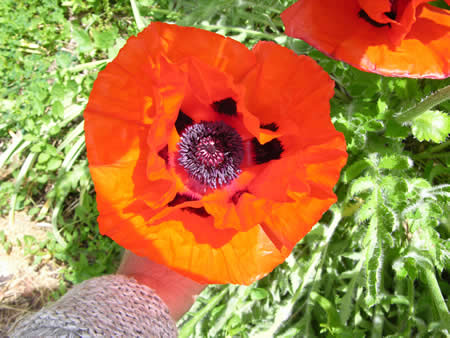 Poppy flower as big as a dinner plate