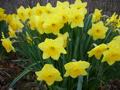 Yellow daffodils near fence